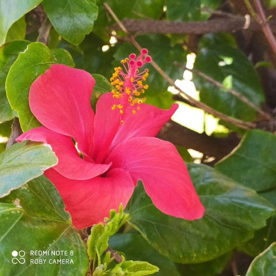 Hibiscus Rosso Villa Donnalucata  Bagian luar foto